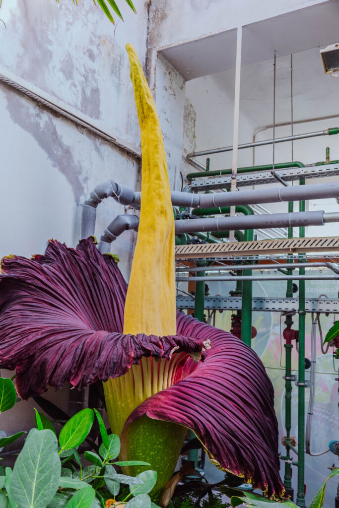 Amorphophallus Titanum